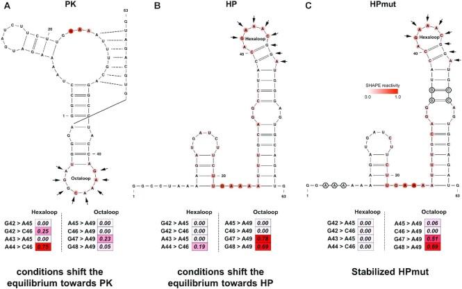 https://cdn.ncbi.nlm.nih.gov/pmc/blobs/82f2/8096282/b4fc2c5ec4b1/gkab250fig7.jpg