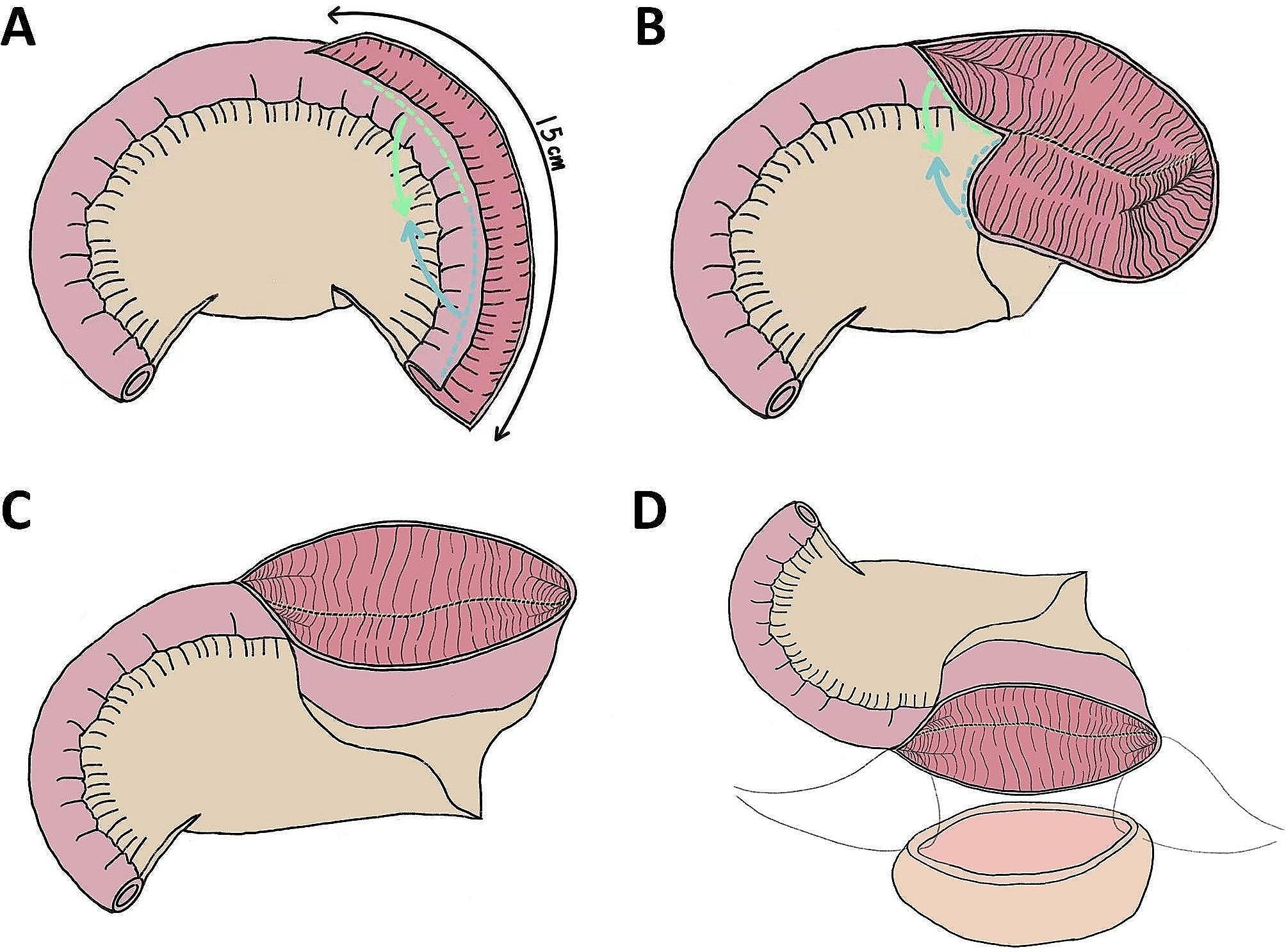 https://cdn.ncbi.nlm.nih.gov/pmc/blobs/82f7/11163719/32480b25f5c6/12894_2024_1509_Fig2_HTML.jpg