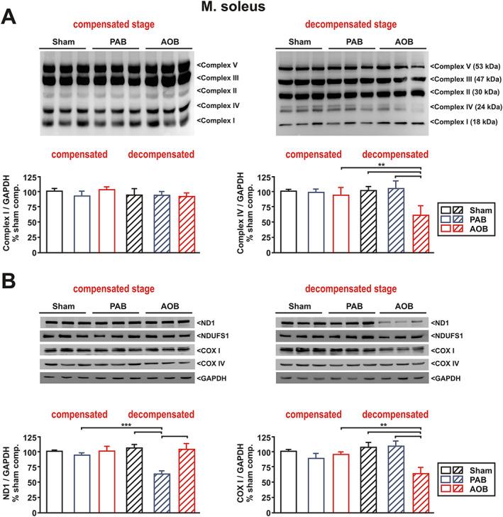 https://cdn.ncbi.nlm.nih.gov/pmc/blobs/82f7/7749622/ebeca2384382/JCSM-11-1830-g006.jpg