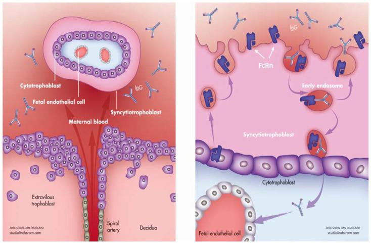 https://cdn.ncbi.nlm.nih.gov/pmc/blobs/82fc/7459488/86c9cf3fb31b/diagnostics-10-00583-g001.jpg