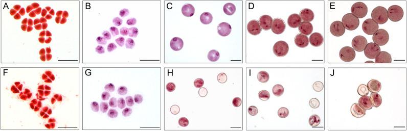 https://cdn.ncbi.nlm.nih.gov/pmc/blobs/8303/10614052/64a9cfa53712/fpls-14-1255670-g004.jpg