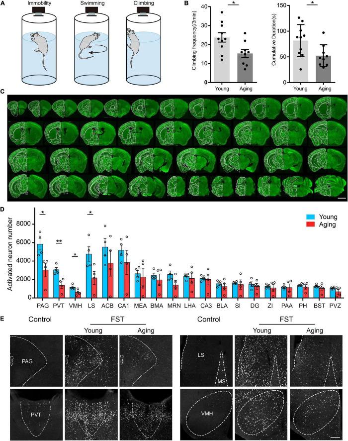 https://cdn.ncbi.nlm.nih.gov/pmc/blobs/8307/8732995/875c7c26059c/fnana-15-771229-g004.jpg