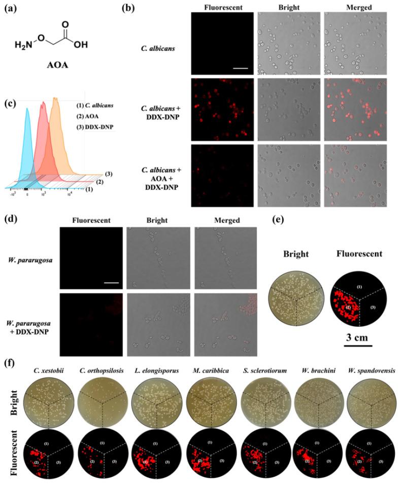 https://cdn.ncbi.nlm.nih.gov/pmc/blobs/8308/10856155/2e483ea4a639/molecules-29-00577-g006.jpg