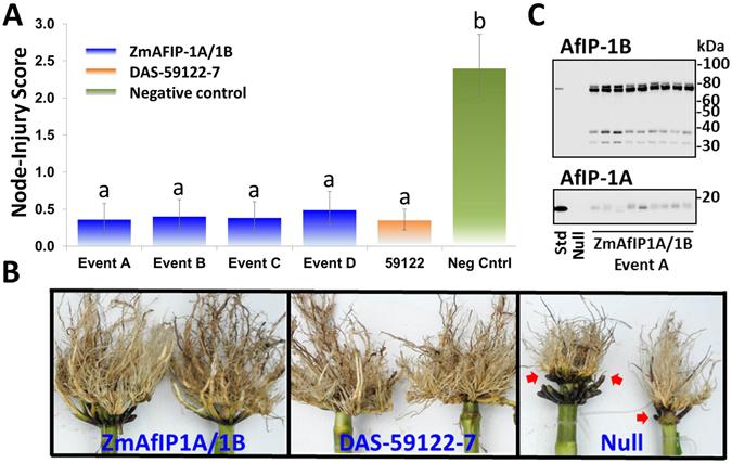 https://cdn.ncbi.nlm.nih.gov/pmc/blobs/830b/5465095/2ad750c95267/41598_2017_3544_Fig1_HTML.jpg