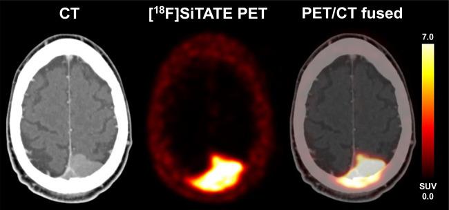 https://cdn.ncbi.nlm.nih.gov/pmc/blobs/830d/10541820/674c1f8d0e77/259_2023_6315_Fig3_HTML.jpg