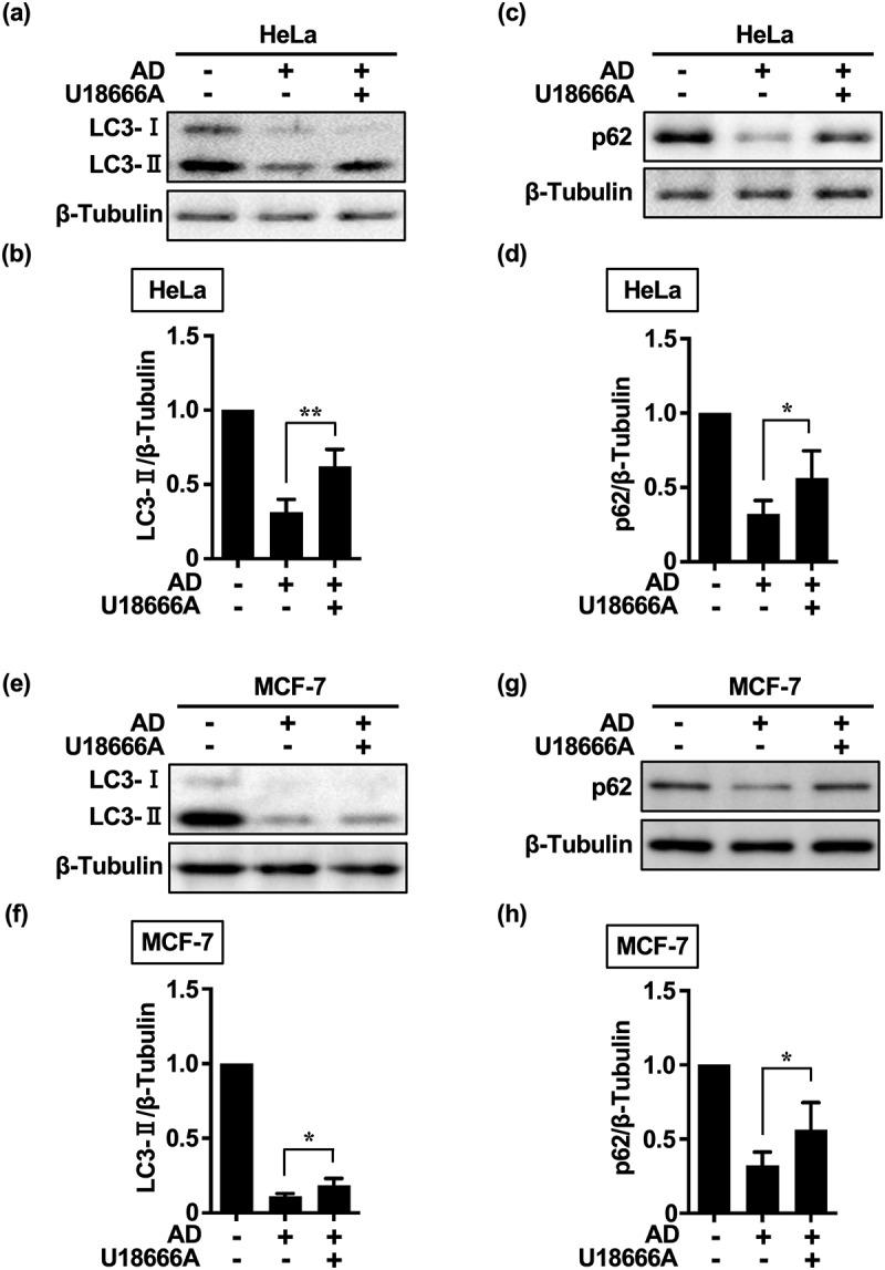 https://cdn.ncbi.nlm.nih.gov/pmc/blobs/8314/11253891/326a4c7228e7/KMCO_A_2377404_F0002_B.jpg