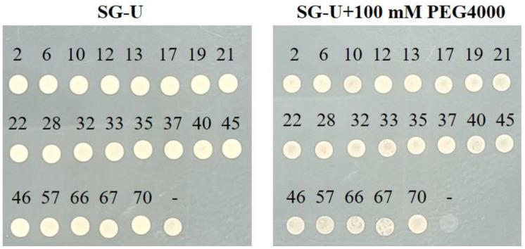https://cdn.ncbi.nlm.nih.gov/pmc/blobs/8314/11678528/1af2f1f59da3/plants-13-03528-g006.jpg