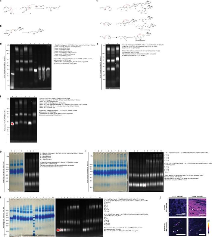 https://cdn.ncbi.nlm.nih.gov/pmc/blobs/8314/9467915/ed9ad4aa7e11/41592_2022_1569_Fig10_ESM.jpg