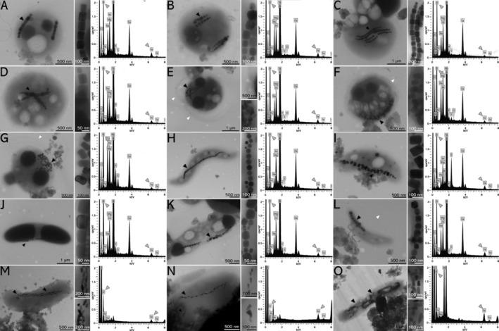 https://cdn.ncbi.nlm.nih.gov/pmc/blobs/8316/11807442/d0360a08f511/EMI4-17-e70073-g004.jpg