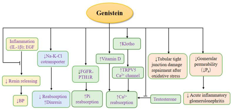 https://cdn.ncbi.nlm.nih.gov/pmc/blobs/8318/9506319/bd9ef1234697/nutrients-14-03768-g003.jpg