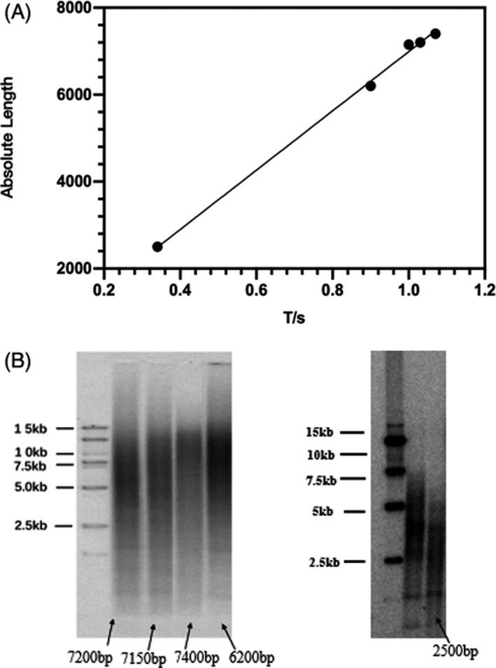https://cdn.ncbi.nlm.nih.gov/pmc/blobs/8319/8418462/5a5a443533f5/JCLA-35-e23929-g004.jpg