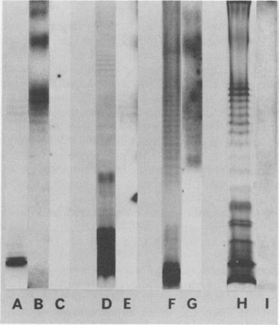 https://cdn.ncbi.nlm.nih.gov/pmc/blobs/831f/259469/655c41c96e12/iai00079-0069-a.jpg