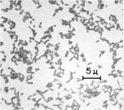 https://cdn.ncbi.nlm.nih.gov/pmc/blobs/8325/290388/8ca5b1e00cc0/jbacter00501-0063-a.jpg