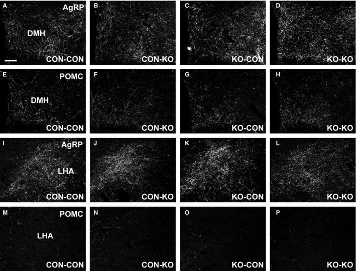 https://cdn.ncbi.nlm.nih.gov/pmc/blobs/832d/5849578/65cdb4c1ba90/PHY2-6-e13643-g009.jpg