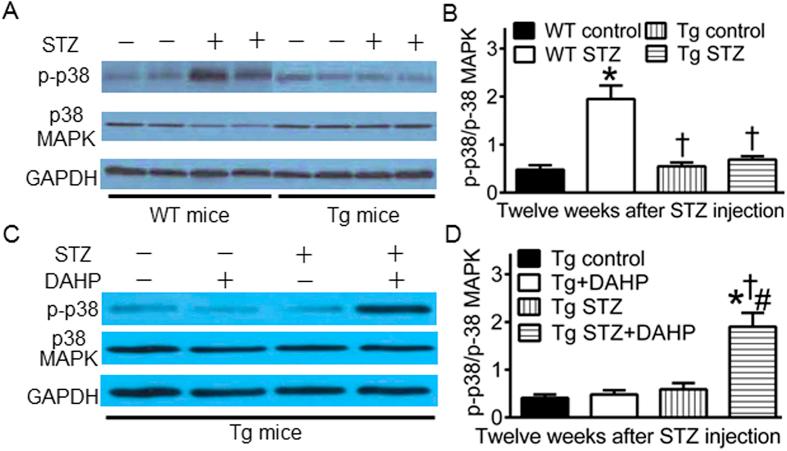https://cdn.ncbi.nlm.nih.gov/pmc/blobs/832f/4904741/ba0d75cc6b78/srep27925-f7.jpg
