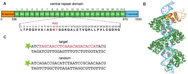 https://cdn.ncbi.nlm.nih.gov/pmc/blobs/8331/7026652/114bb0733b3e/gkz1174fig1.jpg