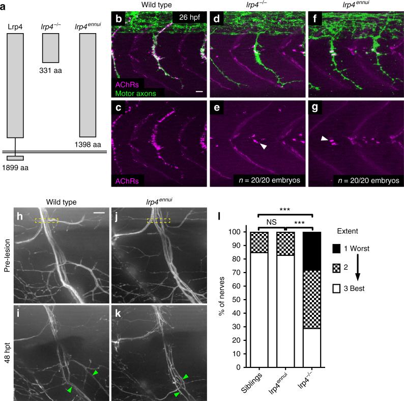 https://cdn.ncbi.nlm.nih.gov/pmc/blobs/8338/6008306/7a2ce5e17108/41467_2018_4806_Fig5_HTML.jpg