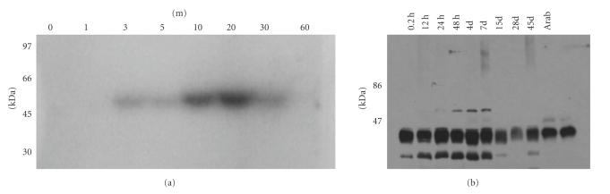 https://cdn.ncbi.nlm.nih.gov/pmc/blobs/8344/2929504/12b2c0ea6e54/JBB2010-583691.002.jpg