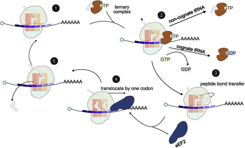 https://cdn.ncbi.nlm.nih.gov/pmc/blobs/8345/12087489/4d78fb84ba0b/KRNB_A_2504727_F0001_OC.jpg