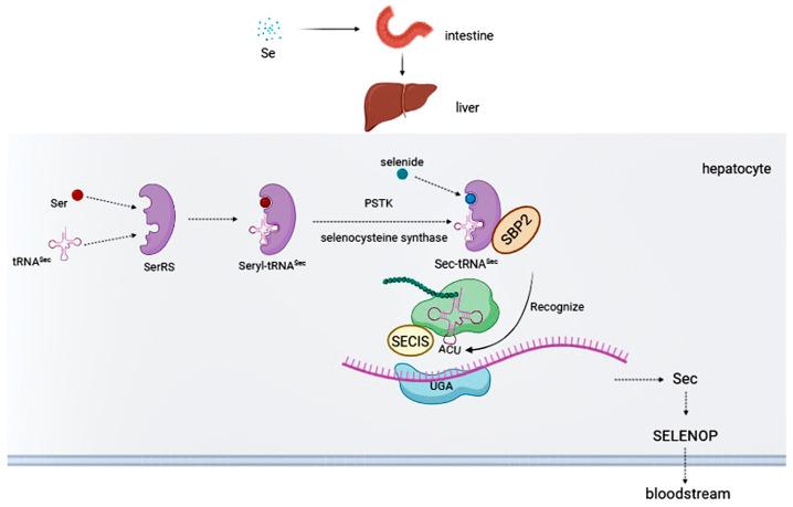 https://cdn.ncbi.nlm.nih.gov/pmc/blobs/8348/10216560/33673bc98e98/biomolecules-13-00799-g001.jpg