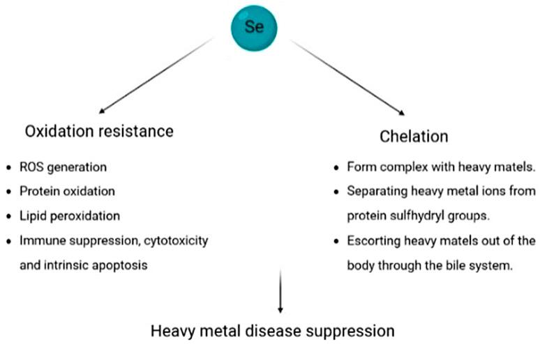 https://cdn.ncbi.nlm.nih.gov/pmc/blobs/8348/10216560/d003c60e824c/biomolecules-13-00799-g006.jpg