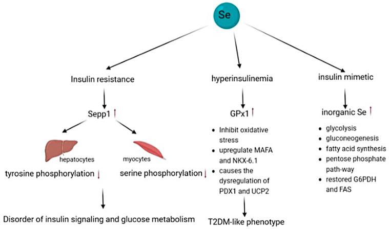 https://cdn.ncbi.nlm.nih.gov/pmc/blobs/8348/10216560/fc5fd73faaf2/biomolecules-13-00799-g005.jpg