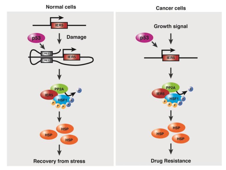 https://cdn.ncbi.nlm.nih.gov/pmc/blobs/8348/10341282/b5a7d7e6d01f/cancers-15-03399-g002.jpg