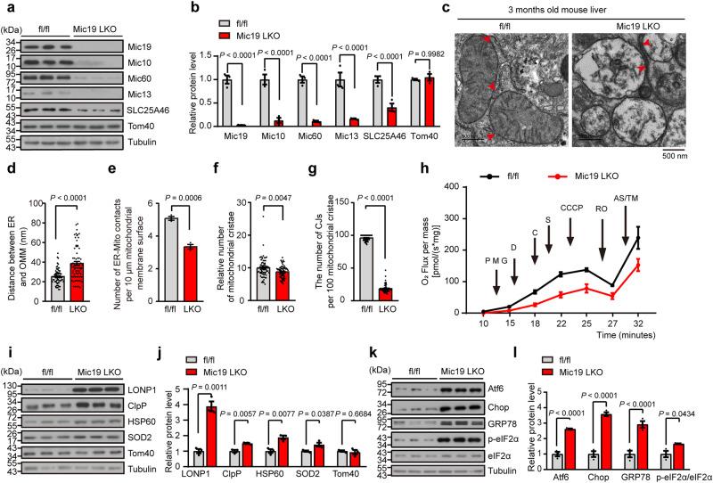 https://cdn.ncbi.nlm.nih.gov/pmc/blobs/834d/10762189/2bed99e32730/41467_2023_44057_Fig4_HTML.jpg