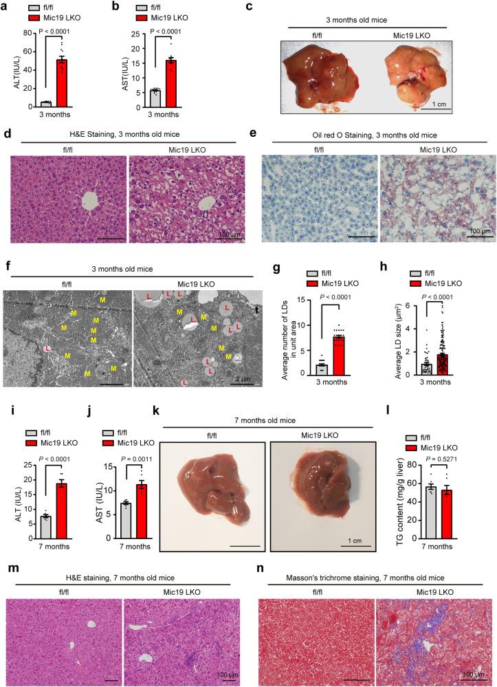 https://cdn.ncbi.nlm.nih.gov/pmc/blobs/834d/10762189/7a83b3c7cba7/41467_2023_44057_Fig6_HTML.jpg