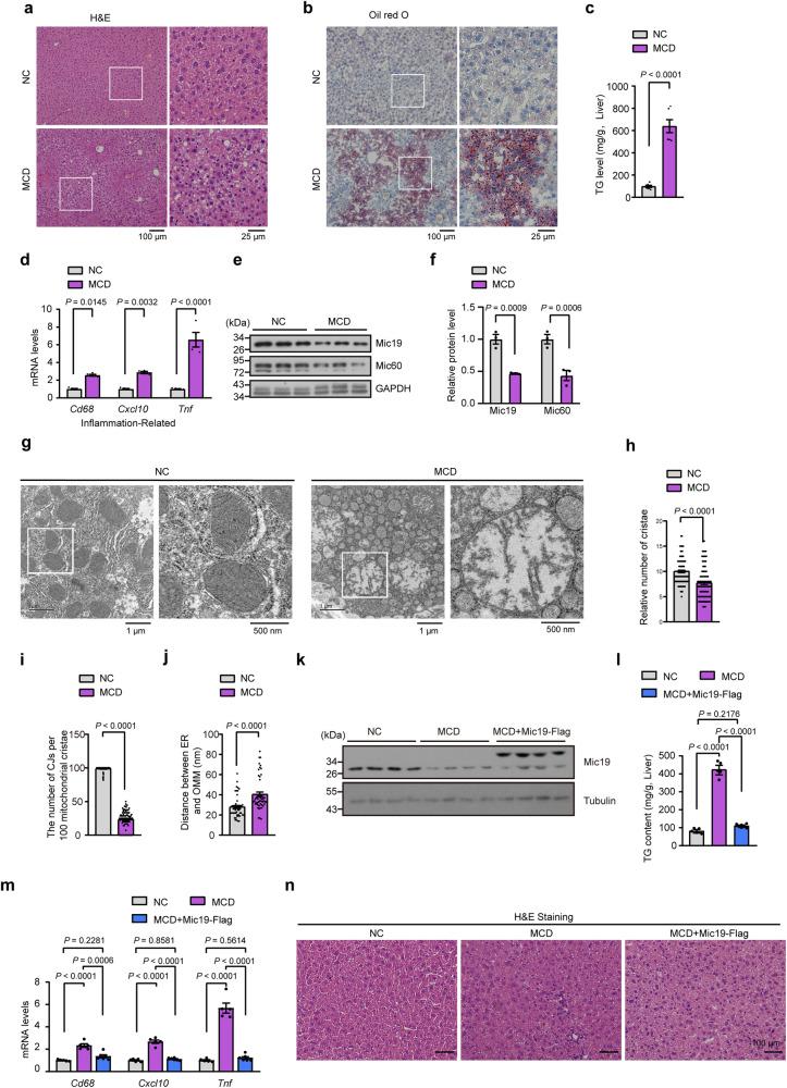 https://cdn.ncbi.nlm.nih.gov/pmc/blobs/834d/10762189/bee787c86fea/41467_2023_44057_Fig8_HTML.jpg