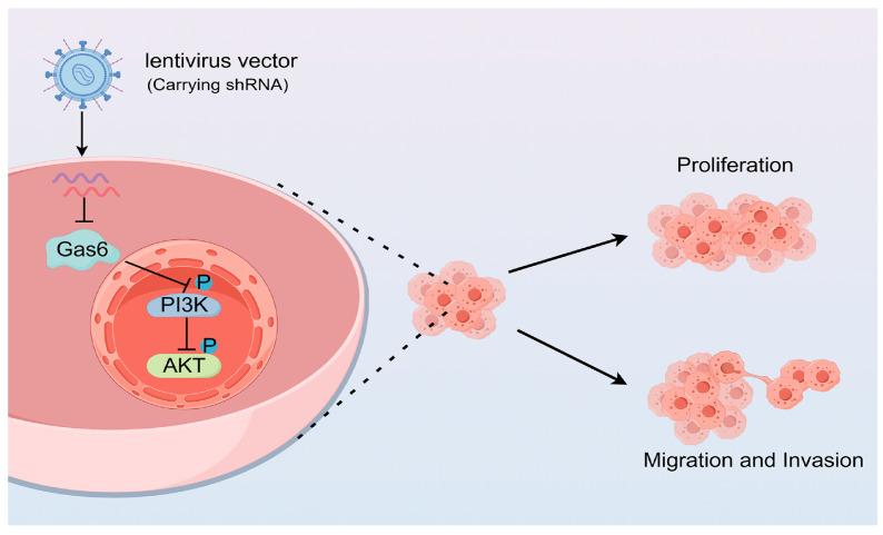 https://cdn.ncbi.nlm.nih.gov/pmc/blobs/834d/11506498/ec3adc20be57/cimb-46-00676-g007.jpg