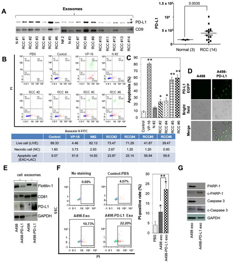 https://cdn.ncbi.nlm.nih.gov/pmc/blobs/834e/8870174/5af3d63e821d/cancers-14-00903-g002.jpg
