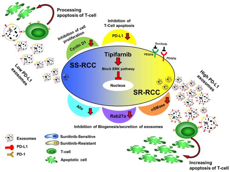 https://cdn.ncbi.nlm.nih.gov/pmc/blobs/834e/8870174/a4f12cea3fad/cancers-14-00903-g007.jpg