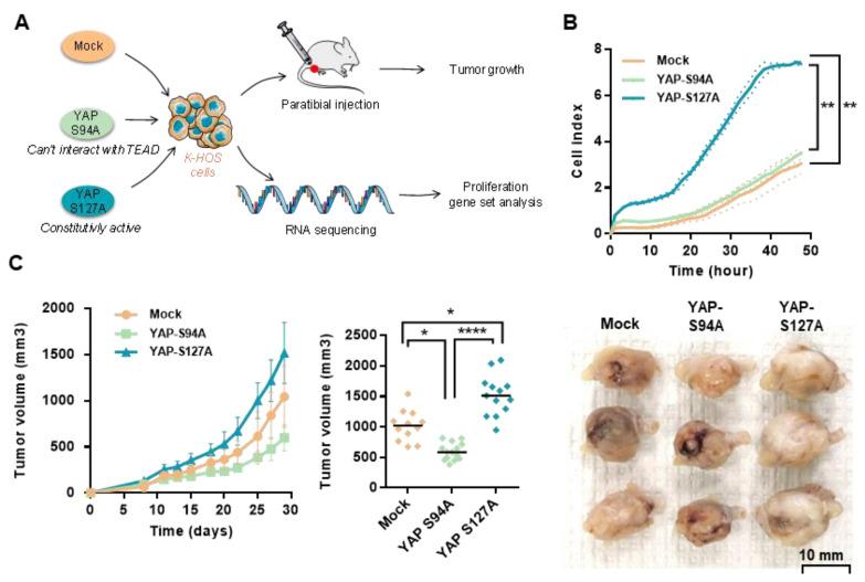 https://cdn.ncbi.nlm.nih.gov/pmc/blobs/8350/7766439/d9fd0225b0f9/cancers-12-03847-g003.jpg