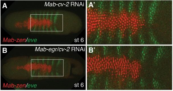 https://cdn.ncbi.nlm.nih.gov/pmc/blobs/8355/5224919/1176dff89a65/elife-20894-fig4-figsupp4.jpg