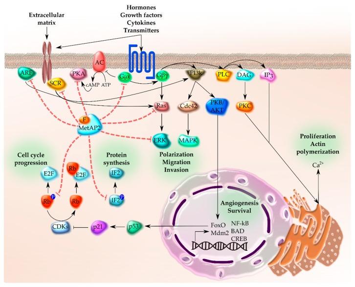 https://cdn.ncbi.nlm.nih.gov/pmc/blobs/8355/7020470/df4a7948adfc/toxins-12-00007-g006.jpg