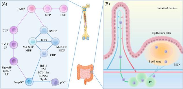 https://cdn.ncbi.nlm.nih.gov/pmc/blobs/835a/10510335/140c7c055993/IID3-11-e1005-g002.jpg