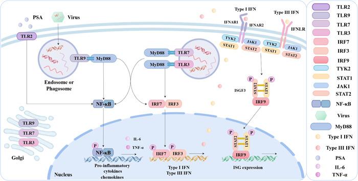 https://cdn.ncbi.nlm.nih.gov/pmc/blobs/835a/10510335/9ef1e8506b5c/IID3-11-e1005-g005.jpg