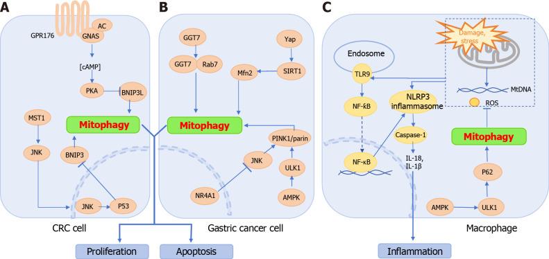 https://cdn.ncbi.nlm.nih.gov/pmc/blobs/835d/11212700/fa81023c8950/WJG-30-2934-g002.jpg