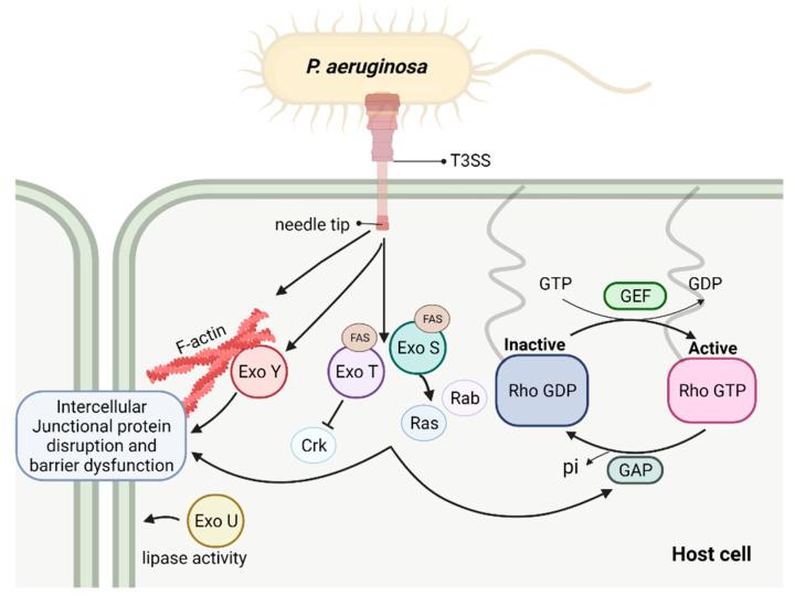 https://cdn.ncbi.nlm.nih.gov/pmc/blobs/835f/8625199/703eb30f9bc0/toxins-13-00776-g002.jpg