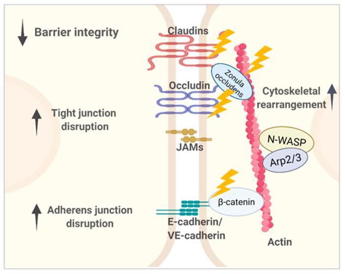 https://cdn.ncbi.nlm.nih.gov/pmc/blobs/835f/8625199/dd5a10516a97/toxins-13-00776-g001.jpg