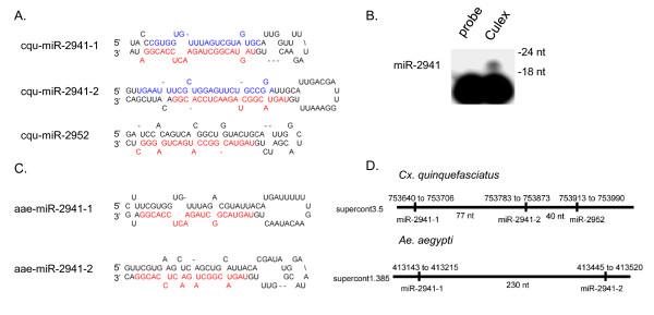 https://cdn.ncbi.nlm.nih.gov/pmc/blobs/8361/2834634/446dd1c1691d/1471-2164-11-119-5.jpg
