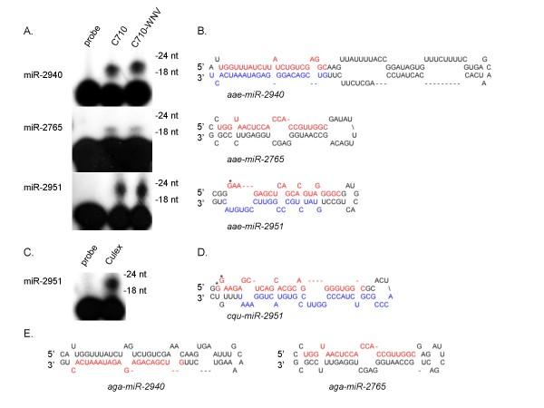 https://cdn.ncbi.nlm.nih.gov/pmc/blobs/8361/2834634/a7a135be4eba/1471-2164-11-119-4.jpg