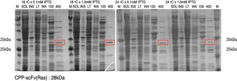 https://cdn.ncbi.nlm.nih.gov/pmc/blobs/8363/8531465/1f1dd39c9bcc/gr6.jpg