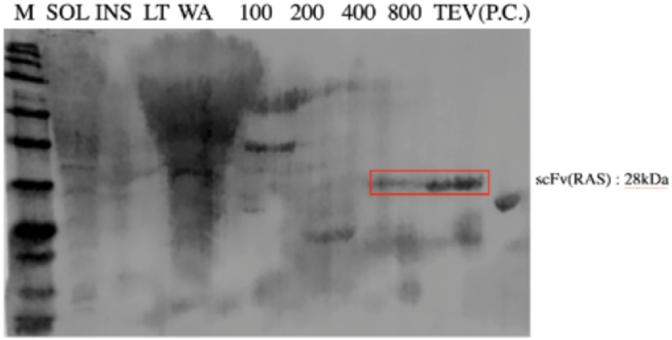 https://cdn.ncbi.nlm.nih.gov/pmc/blobs/8363/8531465/3e69b8e4d1c3/gr7.jpg