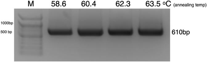 https://cdn.ncbi.nlm.nih.gov/pmc/blobs/8363/8531465/426794d71f3a/gr3.jpg