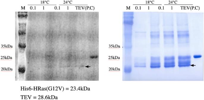 https://cdn.ncbi.nlm.nih.gov/pmc/blobs/8363/8531465/9759a172f171/gr8.jpg
