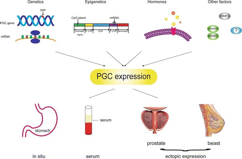 https://cdn.ncbi.nlm.nih.gov/pmc/blobs/8367/5442862/749bce14744a/12935_2017_426_Fig3_HTML.jpg