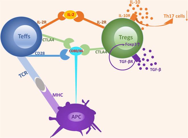 https://cdn.ncbi.nlm.nih.gov/pmc/blobs/8368/7333773/388086564d67/fimmu-11-01023-g0001.jpg
