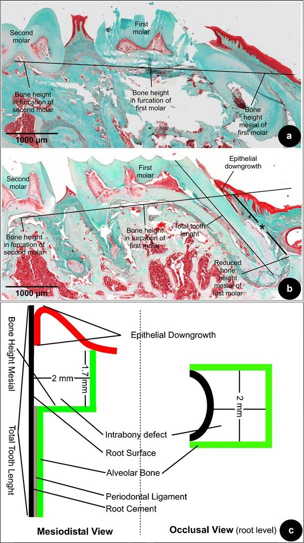 https://cdn.ncbi.nlm.nih.gov/pmc/blobs/8369/3579465/49801f907562/784_2012_743_Fig2_HTML.jpg